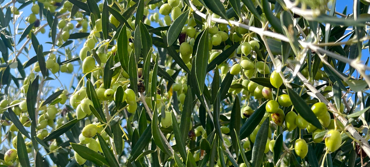 olives in mani greece before harvesting season